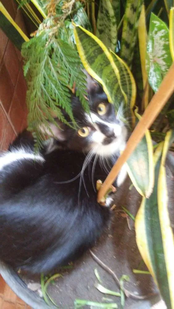 Gato ra a  Srd idade 2 a 6 meses nome Thyssi Patricinhs