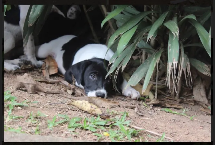 Cachorro ra a SRD idade  nome Mick