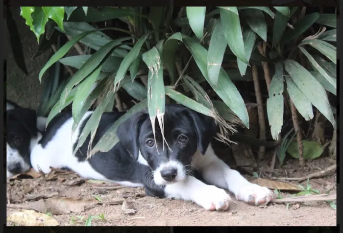 Cachorro ra a SRD idade  nome Mick