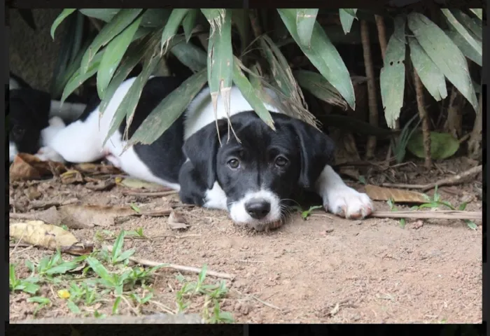 Cachorro ra a SRD idade  nome Mick