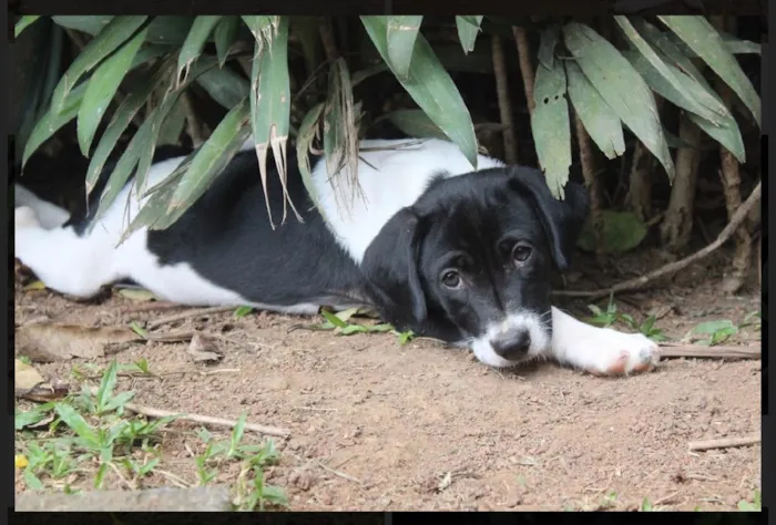 Cachorro ra a SRD idade  nome Mick
