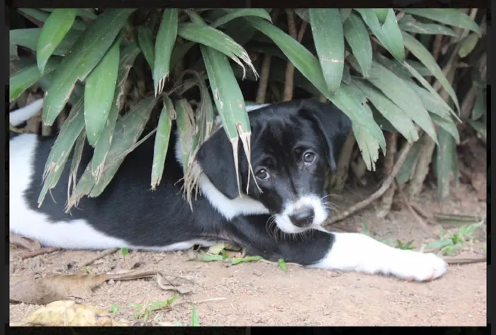 Cachorro ra a SRD idade  nome Mick