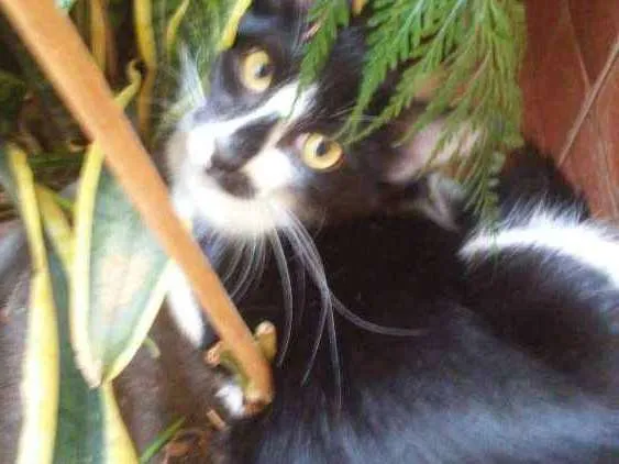 Gato ra a  Srd idade 2 a 6 meses nome Thyssi Patricinhs