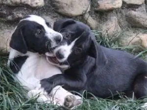 Cachorro raça SRD idade  nome Filhos da Laura