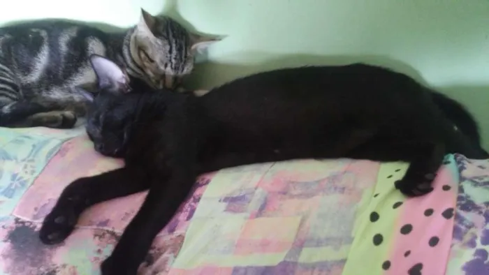 Gato ra a Srd idade 2 a 6 meses nome Sombra Leona