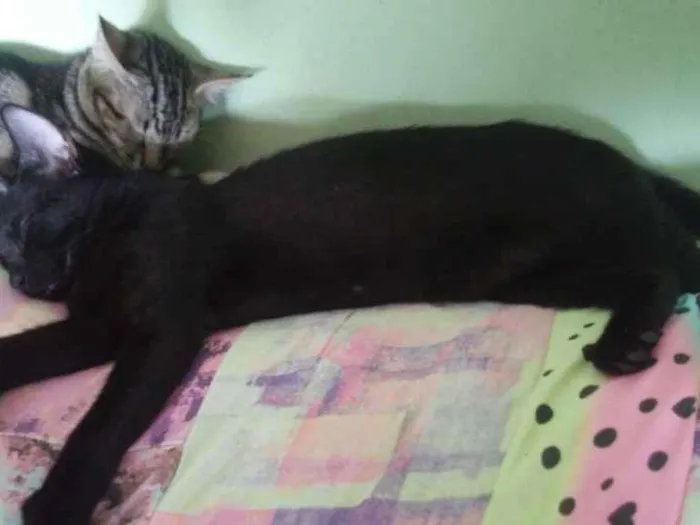 Gato ra a Srd idade 2 a 6 meses nome Sombra Leona