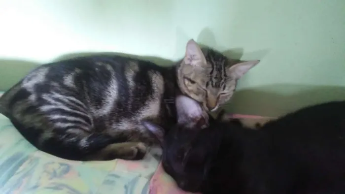 Gato ra a Srd idade 2 a 6 meses nome Sombra Leona