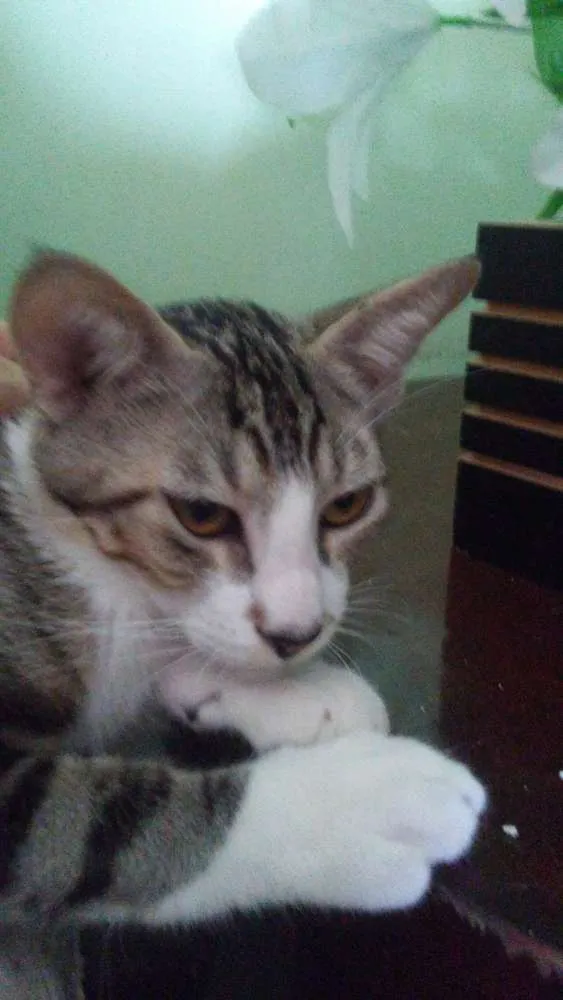 Gato ra a Std idade 2 a 6 meses nome Sonic o Grande