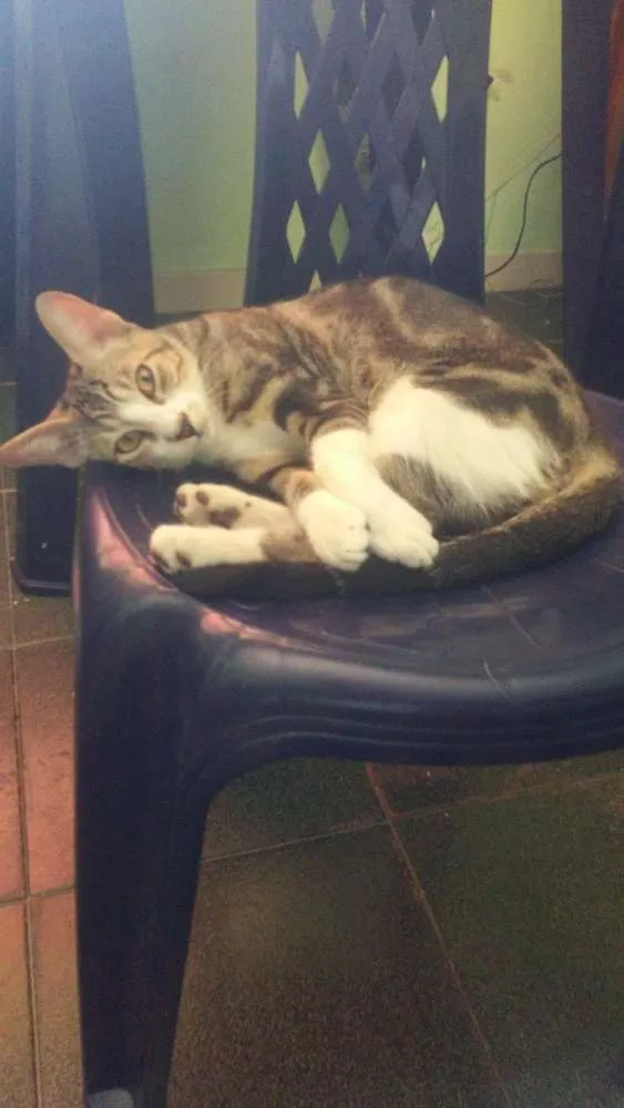 Gato ra a Std idade 2 a 6 meses nome Sonic o Grande