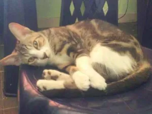 Gato raça Std idade 2 a 6 meses nome Sonic o Grande