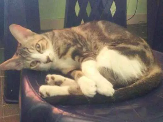 Gato ra a Std idade 2 a 6 meses nome Sonic o Grande