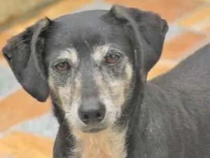 Cachorro raça  idade 5 anos nome Lara