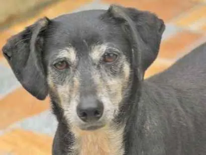 Cachorro raça  idade 5 anos nome Lara