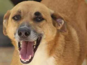 Cachorro raça  idade 5 anos nome Léo