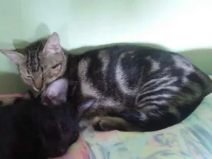 Gato raça Srd idade 2 a 6 meses nome Sombra Leona