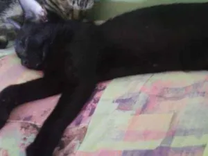 Gato raça Srd idade 2 a 6 meses nome Sombra Leona