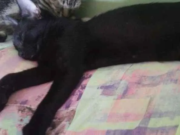 Gato ra a Srd idade 2 a 6 meses nome Sombra Leona