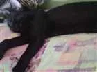 Gato raça Srd idade 2 a 6 meses nome Sombra Leona