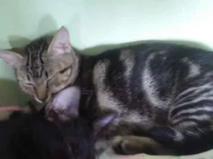 Gato raça Rnd idade 2 a 6 meses nome Amiga Tigresa