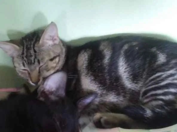 Gato ra a Rnd idade 2 a 6 meses nome Amiga Tigresa
