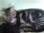 Gato raça Rnd idade 2 a 6 meses nome Amiga Tigresa