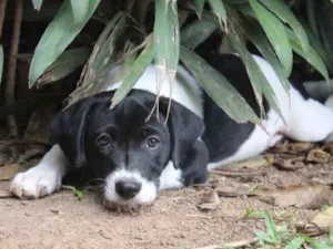 Cachorro raça SRD idade  nome Mick