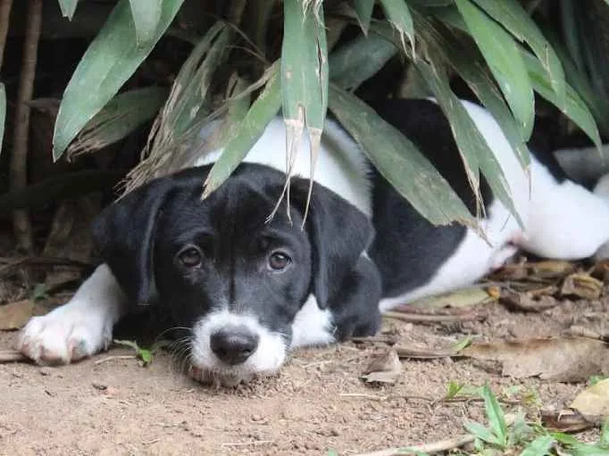 Cachorro ra a SRD idade  nome Mick