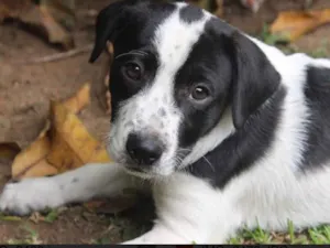 Cachorro raça SRD  idade  nome Jimmy