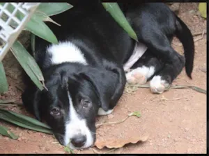 Cachorro raça SRD idade  nome Benny