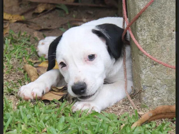 Cachorro ra a SRD idade  nome Nino