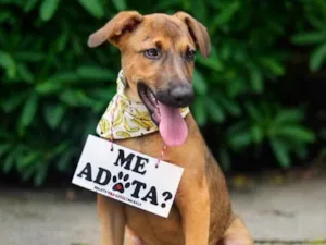 Cachorro raça SRD idade  nome Prince