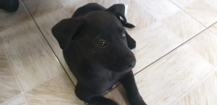 Cachorro ra a Viralata idade 2 a 6 meses nome Pequeno Wellington