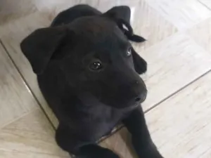 Cachorro raça Viralata idade 2 a 6 meses nome Pequeno Wellington