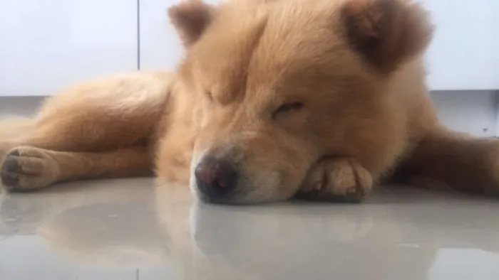 Cachorro ra a Chow chow idade 2 anos nome Aslan