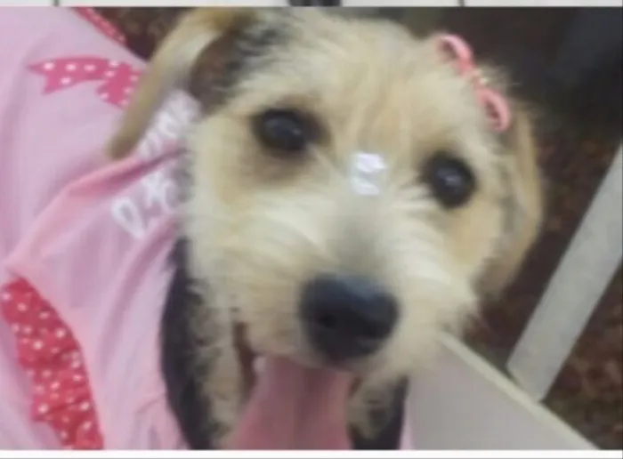 Cachorro ra a SRD e poodle  idade 7 a 11 meses nome Belinha e BB King