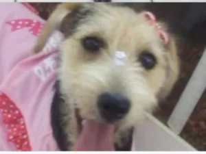 Cachorro raça SRD e poodle  idade 7 a 11 meses nome Belinha e BB King