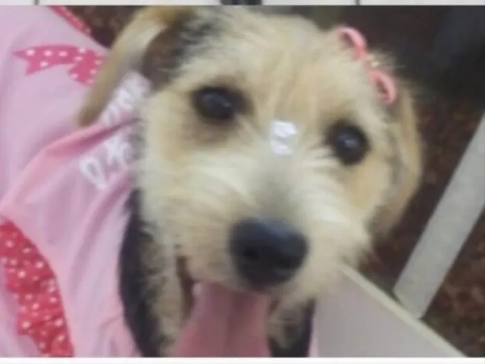 Cachorro ra a SRD e poodle  idade 7 a 11 meses nome Belinha e BB King