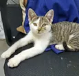 Melody