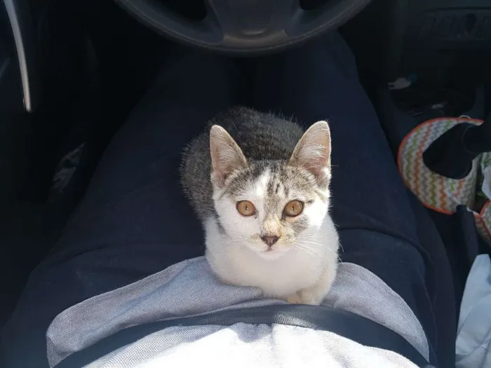 Gato ra a Sem raça definida idade 2 a 6 meses nome Melody