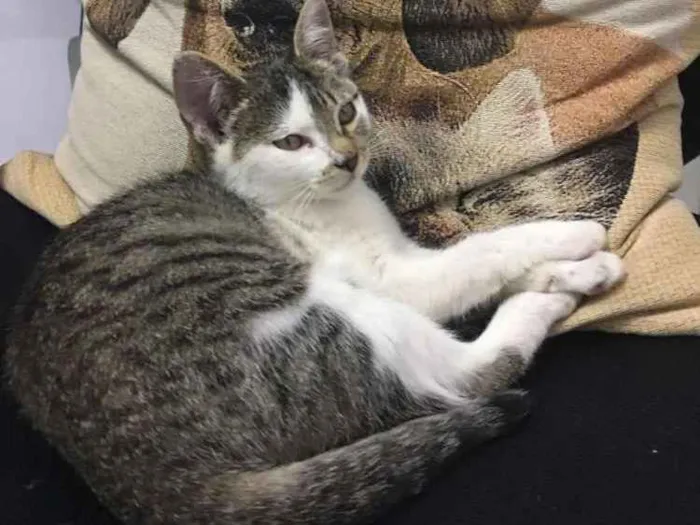 Gato ra a Sem raça definida idade 2 a 6 meses nome Melody