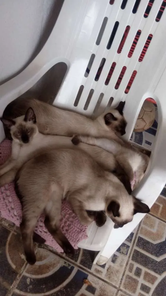 Gato ra a Siamês  idade 2 a 6 meses nome Gordinhos