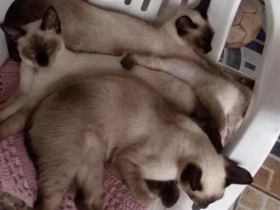 Gato ra a Siamês  idade 2 a 6 meses nome Gordinhos
