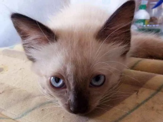 Gato ra a Siamês  idade 2 a 6 meses nome Gordinhos