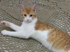 Gato raça Sem raca idade 1 ano nome Juba