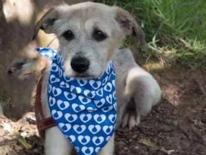Cachorro raça SRD idade 5 anos nome teddy