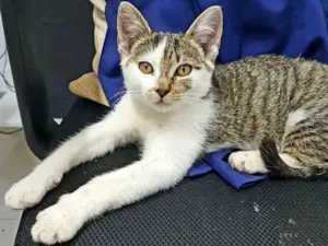 Gato raça Sem raça definida idade 2 a 6 meses nome Melody