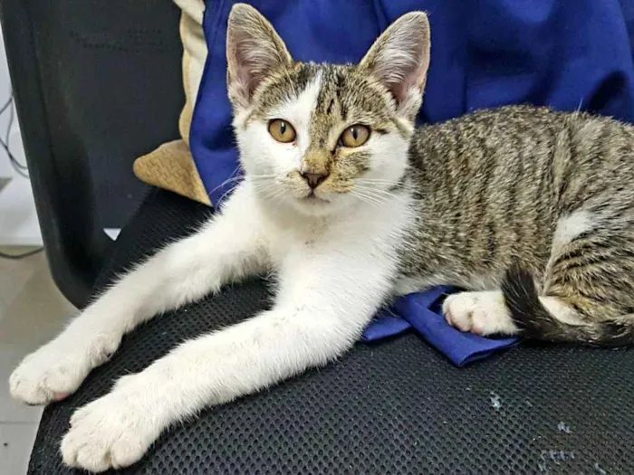 Gato ra a Sem raça definida idade 2 a 6 meses nome Melody