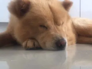 Cachorro raça Chow chow idade 2 anos nome Aslan