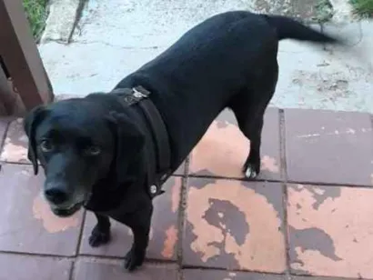 Cachorro raça Desconhecida idade 4 anos nome Jack