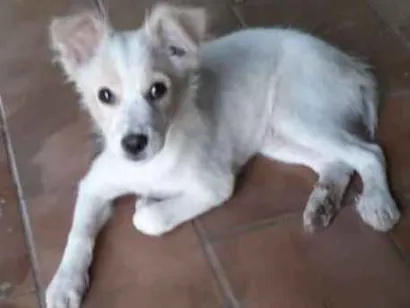 Cachorro raça  idade 2 a 6 meses nome Desconhecido